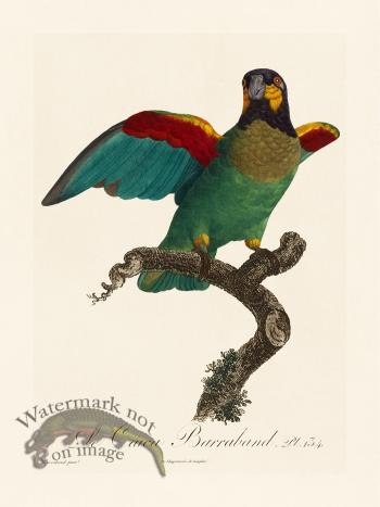 Barraband Parrot 134